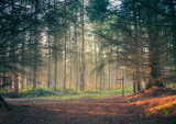 Dronley Woods