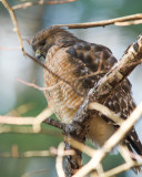 Red Shouldered Hawk