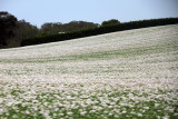 Pictures blurred but it will at least give you an idea of the extensive poppy fields in Taz