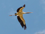Wood stork 1240078
