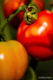 Tomatoes 156986