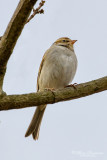 Chipping Sparrow 23120