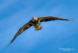 Juvenile Bald Eagle 24526