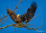 Conowingo Damn Eagle 25024