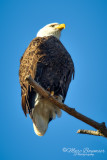 Bald Eagle 27092