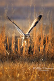 Short-eared owl 29004