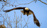 Bald Eagle 29920