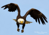 Bald Eagle 29921