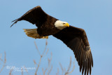 Bald Eagle 29930