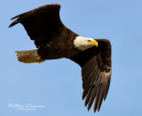 Bald Eagle 29935