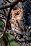 Screech Owl 30095