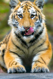 Tiger 35120