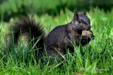 Black Squirrel 32827