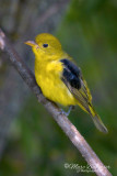 Scarlet Tanager 43243