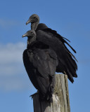 Black Vultures