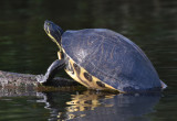 Large Painted turtle on the Orange River