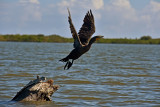 Cormorant taking flight