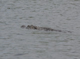 Kayaking with a gator