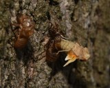 A Brood X Cicada emerges from its Nymph Stage