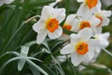Narcissus Blooming