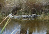 Large Alligator at Merritt Island National Wildlife Refuge