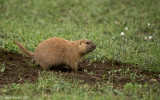 Black-tailed Prairie Dog