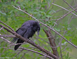 Common Raven