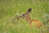 Mule Deer