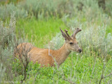 Mule Deer Buck