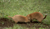 Wrestling Prairie Dogs