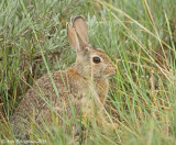 Cottontail (Mountain or Desert)