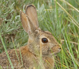 Cottontail (Mountain or Desert)