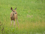 Mule Deer