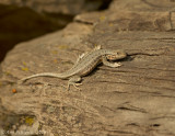 Northern Sagebrush Lizard