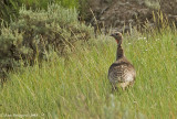 Wild Turkey