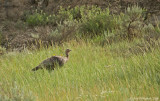 Wild Turkey