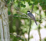 Eastern Kingbird