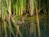 Gadwall