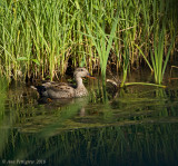 Gadwall