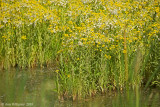 Marsh Wildflowers