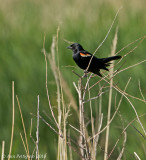 Red-winged Blackbird