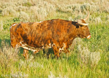 Texas Longhorn in Morning Sun