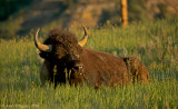 Bison Sleeping in the Early Morning Sun