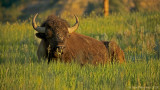 Bison Sleeping in the Early Morning Sun