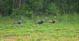 Wild Turkey