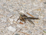 Dragonfly sp. (Possible Clubtail sp.)