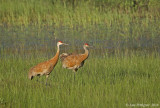 Sandhill Crane Pair