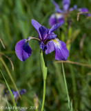 Blue Flag