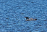 Common Loon