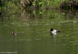 Ring-necked Duck